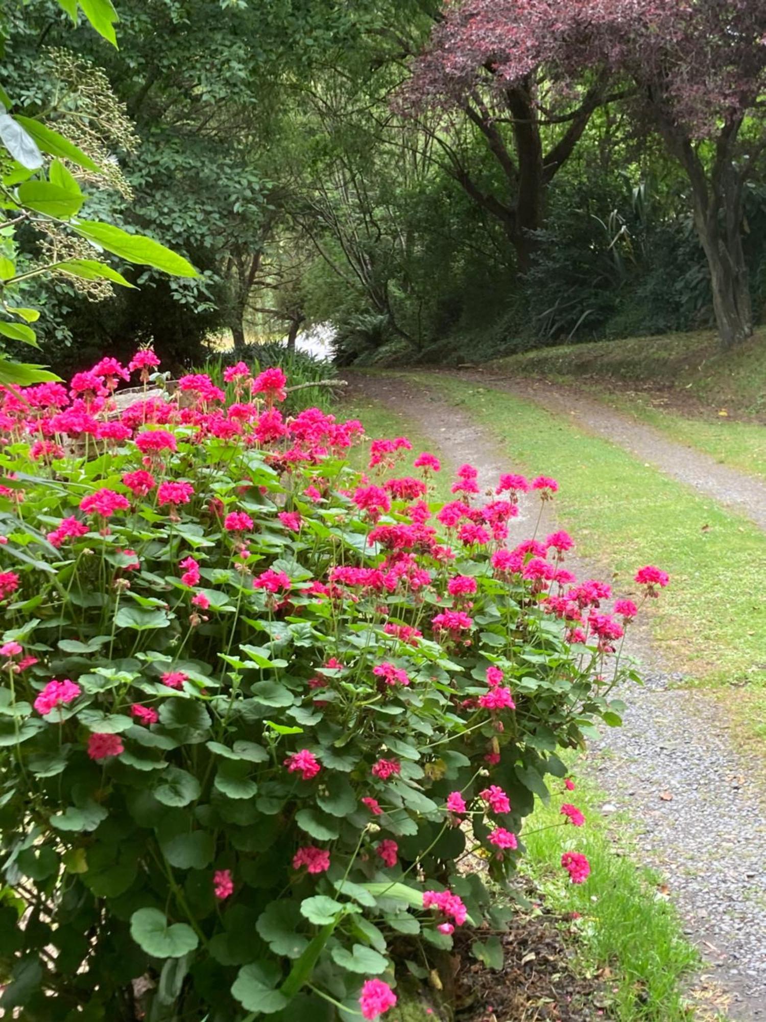 Arden Country House Bnb - Entire House To Yourself -Peace In The Country Dunedin Exterior photo